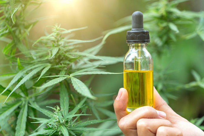Can Cannabis Oils Help You Get Rid of Your Scratchy and Dry Throat This Winter?