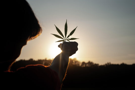 Why are countries all around the world legalising cannabis?